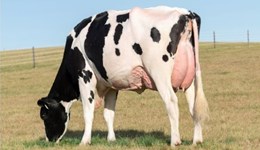 Young sires without compromise as Genosource Jumpstart new number one 